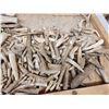 Image 3 : 17 Lbs Of Elk & Deer Antler Tips