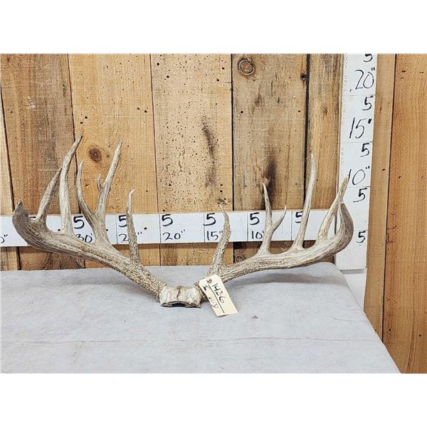 Big Main Frame 6x5 Whitetail Antlers On Skull Plate