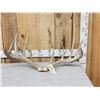 Image 1 : Big Main Frame 6x5 Whitetail Antlers On Skull Plate