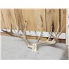 Image 2 : Big Main Frame 6x5 Whitetail Antlers On Skull Plate