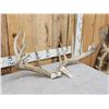 Image 3 : Big Main Frame 6x5 Whitetail Antlers On Skull Plate