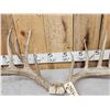 Image 4 : Big Main Frame 6x5 Whitetail Antlers On Skull Plate