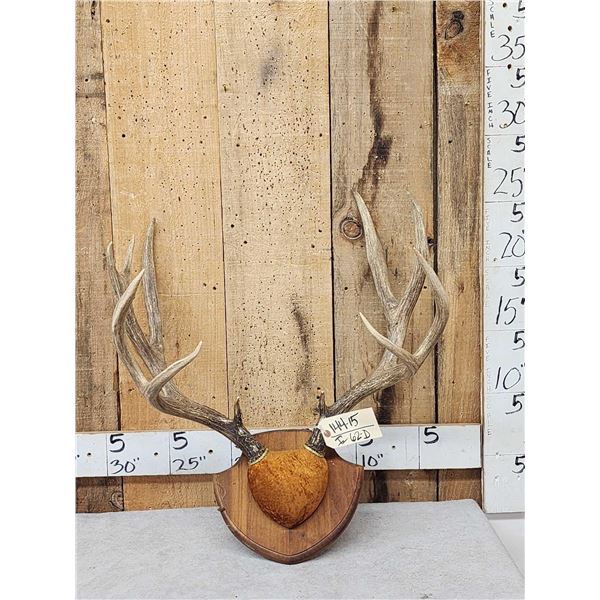 6x5 Mule Deer Antlers On Plaque
