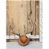 Image 1 : 6x5 Mule Deer Antlers On Plaque