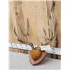 Image 2 : 6x5 Mule Deer Antlers On Plaque