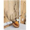 Image 3 : 6x5 Mule Deer Antlers On Plaque