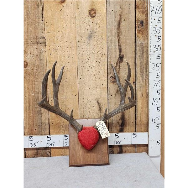 Vintage 5x5 Mule Deer Antlers On Plaque