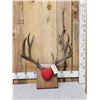 Image 1 : Vintage 5x5 Mule Deer Antlers On Plaque