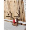 Image 2 : Vintage 5x5 Mule Deer Antlers On Plaque