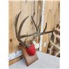 Image 3 : Vintage 5x5 Mule Deer Antlers On Plaque