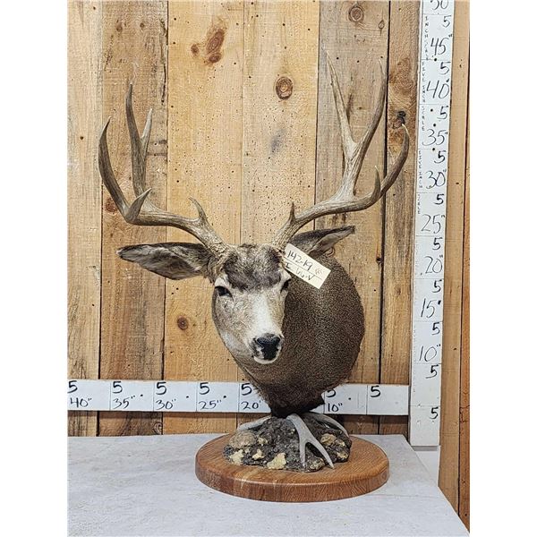 5x5 Mule Deer Pedestal Taxidermy Mount