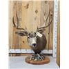 Image 1 : 5x5 Mule Deer Pedestal Taxidermy Mount