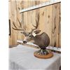 Image 2 : 5x5 Mule Deer Pedestal Taxidermy Mount