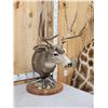 Image 3 : 5x5 Mule Deer Pedestal Taxidermy Mount