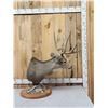 Image 4 : 5x5 Mule Deer Pedestal Taxidermy Mount