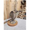 Image 5 : 5x5 Mule Deer Pedestal Taxidermy Mount