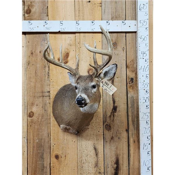Cool Nontypical 4x4 Whitetail Shoulder Mount Taxidermy