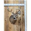 Image 1 : Cool Nontypical 4x4 Whitetail Shoulder Mount Taxidermy