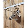 Image 2 : Cool Nontypical 4x4 Whitetail Shoulder Mount Taxidermy