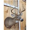Image 3 : Cool Nontypical 4x4 Whitetail Shoulder Mount Taxidermy