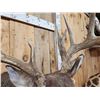 Image 4 : Cool Nontypical 4x4 Whitetail Shoulder Mount Taxidermy
