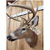 Image 5 : Cool Nontypical 4x4 Whitetail Shoulder Mount Taxidermy