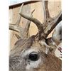 Image 6 : Cool Nontypical 4x4 Whitetail Shoulder Mount Taxidermy
