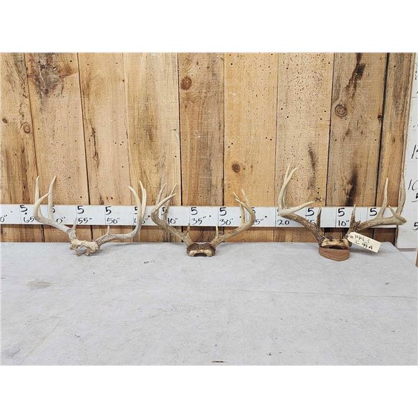 3 Sets Of Whitetail Antlers On Skull Plate