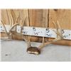 Image 3 : 3 Sets Of Whitetail Antlers On Skull Plate
