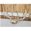 Image 4 : 3 Sets Of Whitetail Antlers On Skull Plate