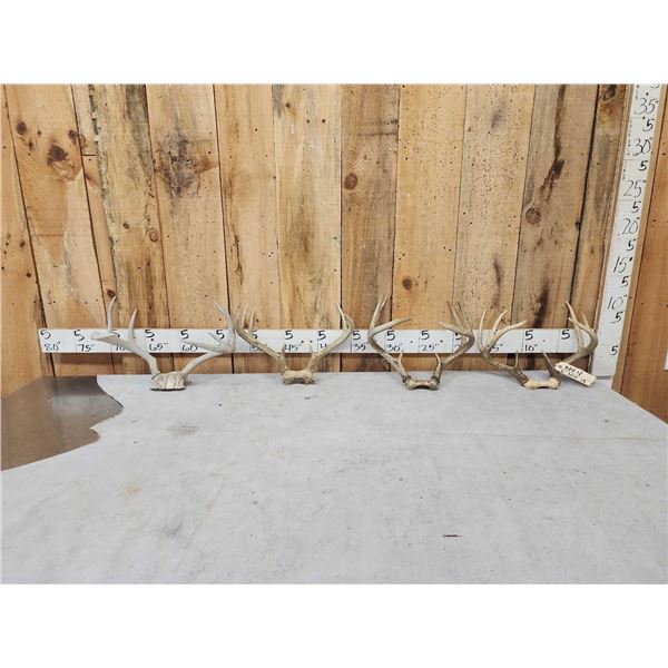 4 Sets Of Whitetail Antlers On Skull Plate