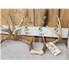 Image 2 : 4 Sets Of Whitetail Antlers On Skull Plate
