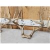 Image 3 : 4 Sets Of Whitetail Antlers On Skull Plate