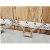 Image 4 : 4 Sets Of Whitetail Antlers On Skull Plate
