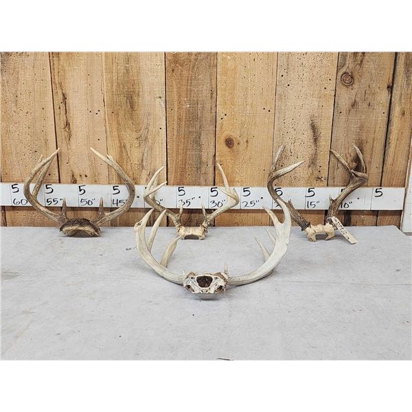 4 Sets Of Whitetail Antlers On Skull Plate