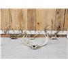 Image 1 : 4 Sets Of Whitetail Antlers On Skull Plate