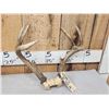 Image 2 : 4 Sets Of Whitetail Antlers On Skull Plate