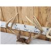 Image 4 : 4 Sets Of Whitetail Antlers On Skull Plate
