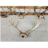Image 5 : 4 Sets Of Whitetail Antlers On Skull Plate