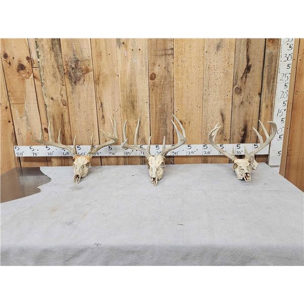 3 Sets Of Whitetail Antlers On Skulls