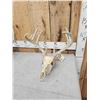 Image 2 : 3 Sets Of Whitetail Antlers On Skulls