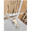 Image 3 : 3 Sets Of Whitetail Antlers On Skulls