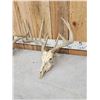Image 4 : 3 Sets Of Whitetail Antlers On Skulls