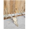 Image 5 : 3 Sets Of Whitetail Antlers On Skulls