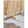 Image 7 : 3 Sets Of Whitetail Antlers On Skulls