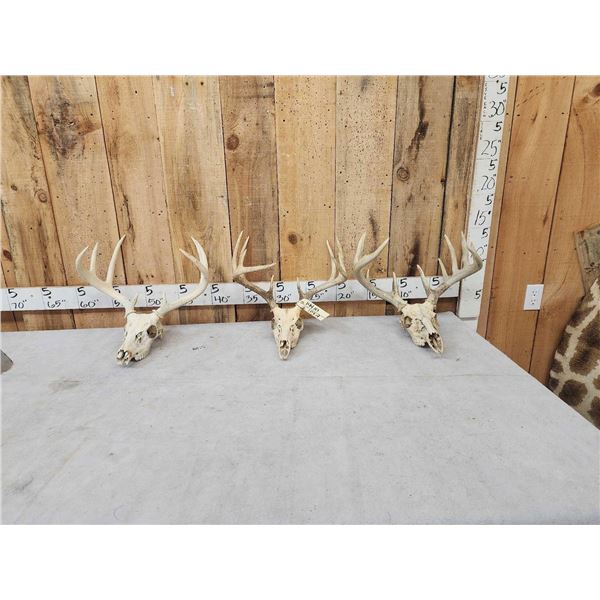 3 Sets Of Whitetail Antlers On Skulls