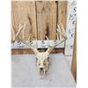 Image 2 : 3 Sets Of Whitetail Antlers On Skulls