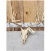Image 3 : 3 Sets Of Whitetail Antlers On Skulls