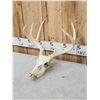 Image 4 : 3 Sets Of Whitetail Antlers On Skulls