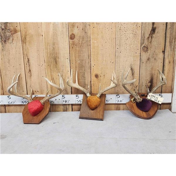 3 Sets Of Whitetail Antlers On Plaques